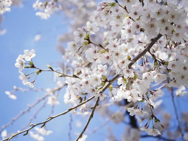 桜と青空
