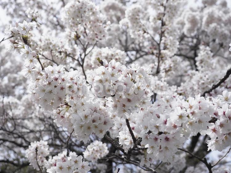 満開の桜