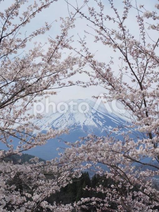 富士山と桜