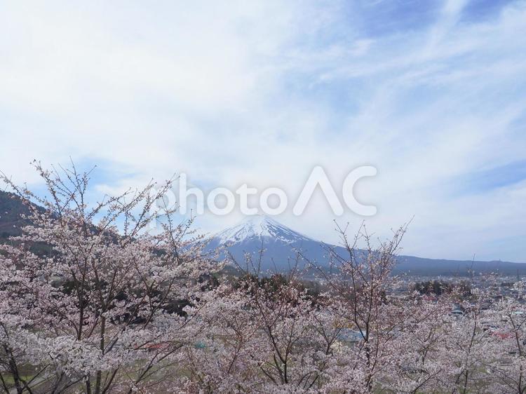 富士山と桜