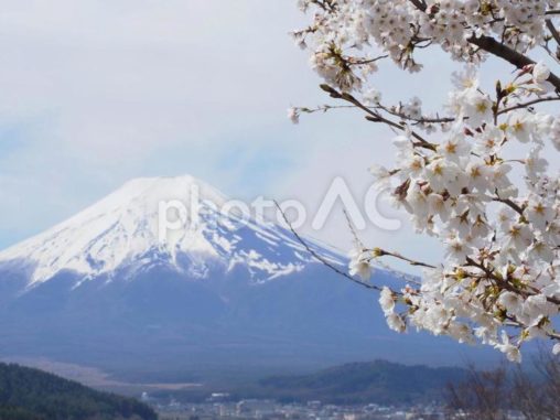富士山と桜