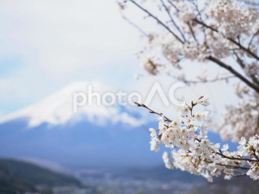 富士山と桜
