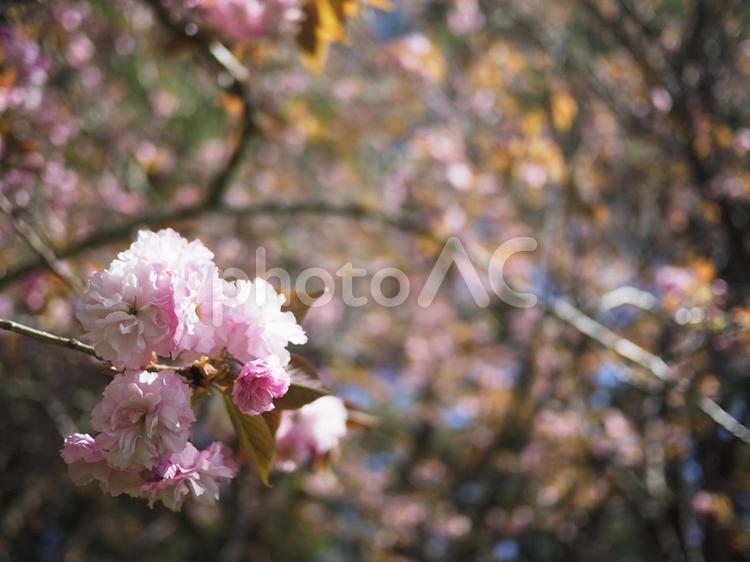 カンザンザクラ、関山桜
