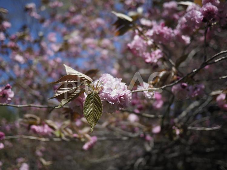 カンザンザクラ、関山桜