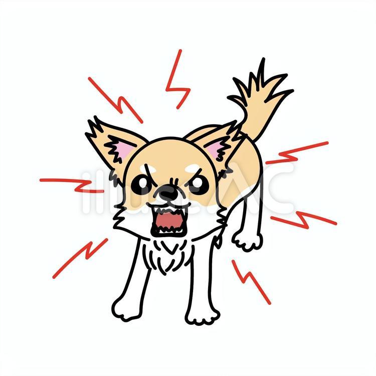 チワワが威嚇してくる様子