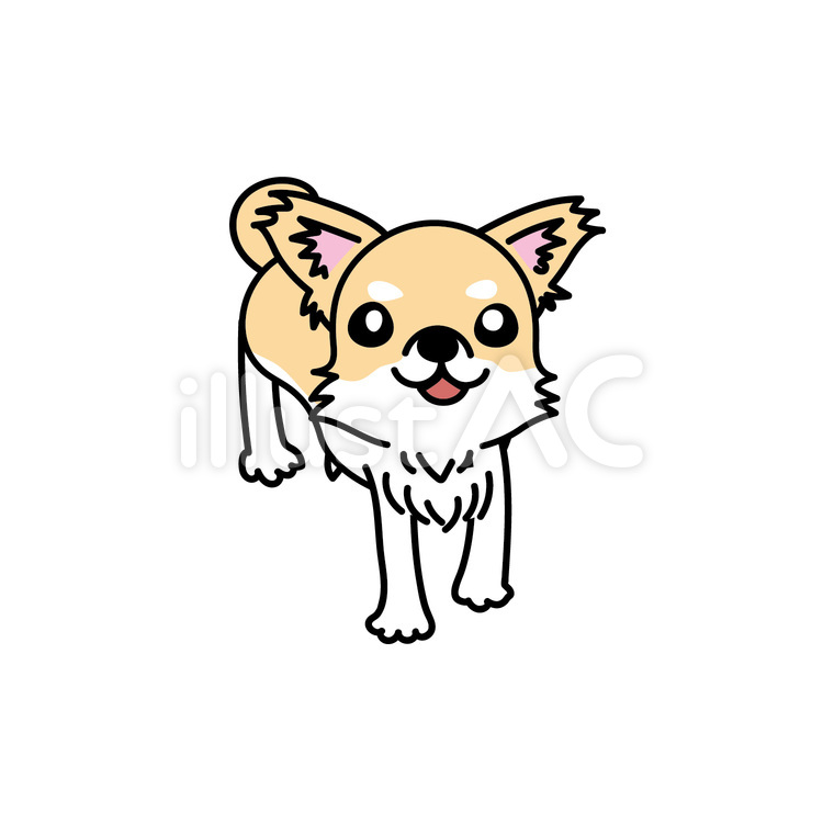 チワワの見上げる様子