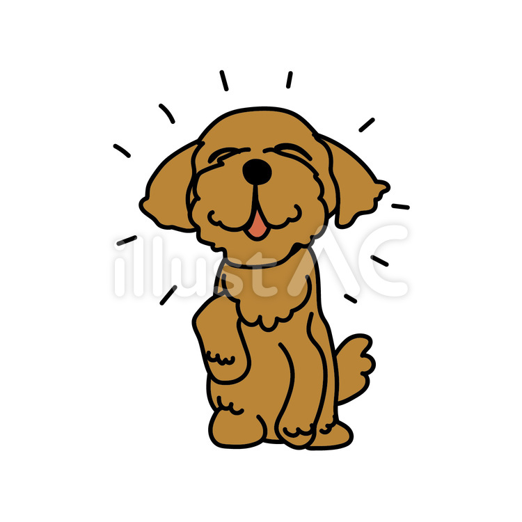 トイプードルのご機嫌な様子