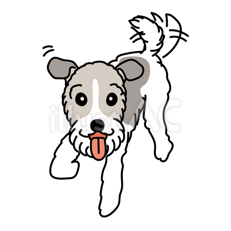 ワイヤーフォックステリアのご機嫌な様子