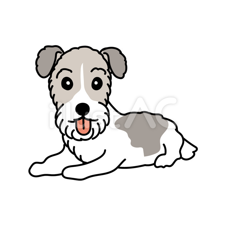 ワイヤーフォックステリアの伏せて待つ様子