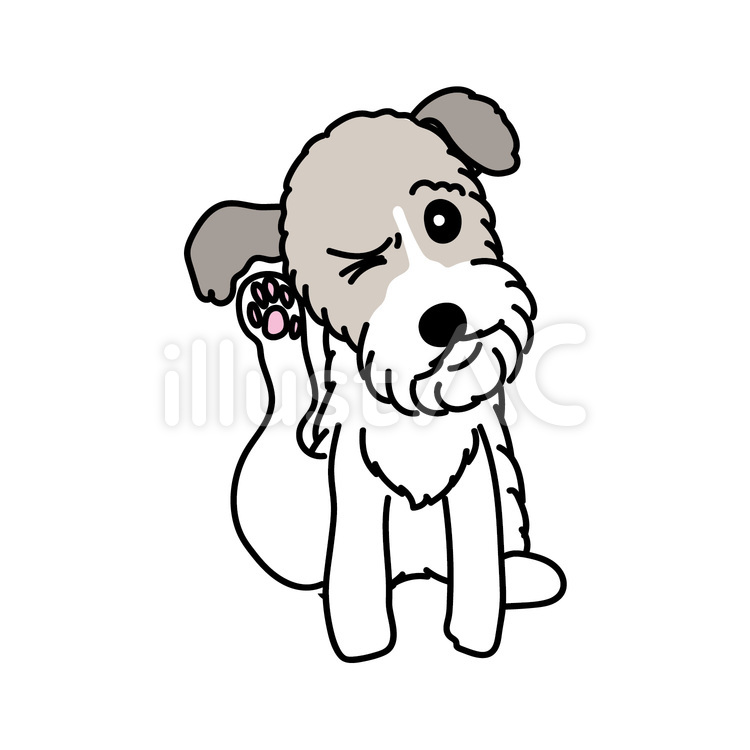 ワイヤーフォックステリアの頭をかく様子