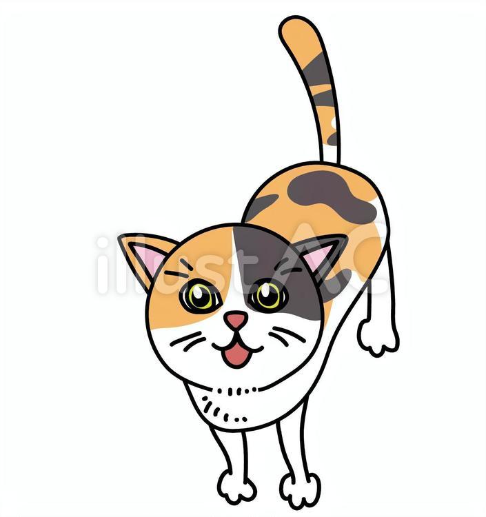 三毛猫の見上げて見つめてくる様子