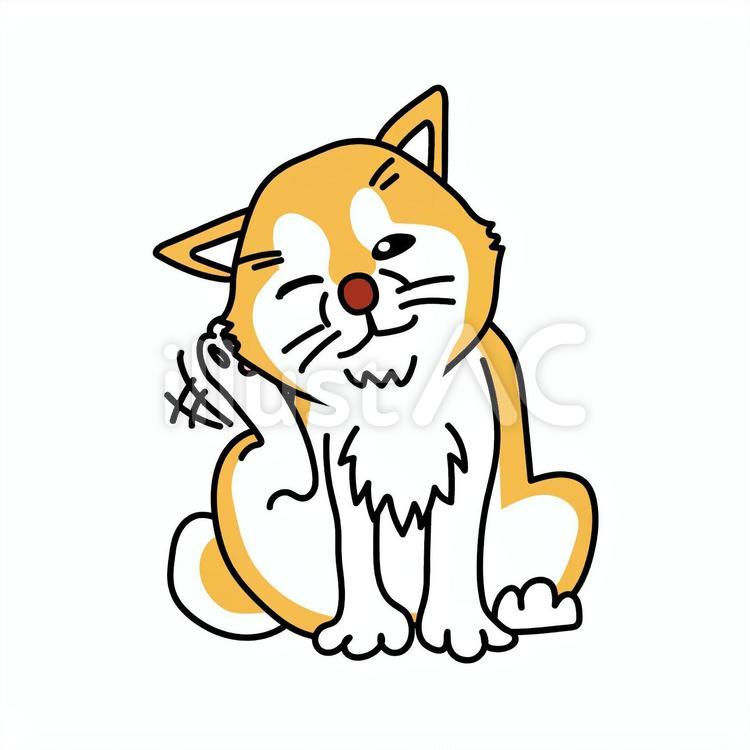 柴犬の頭をかく様子